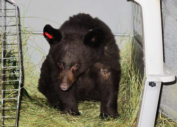 Hoa sitting in the carrier