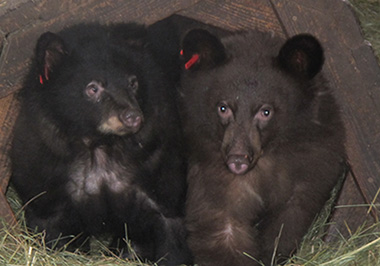 Malino and Hoa in a bear shelter