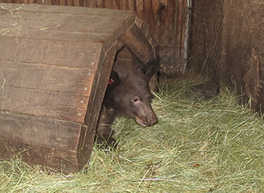 Hoa coming out of a bear shelter