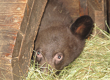 Hoa hides in the hay