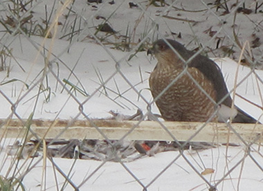 A hawk perched outside the bear enclosure
