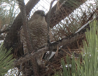 Hawk in a tree