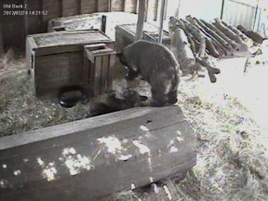 Malino and Hoa in a bear shelter