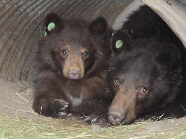 Mom and Cub