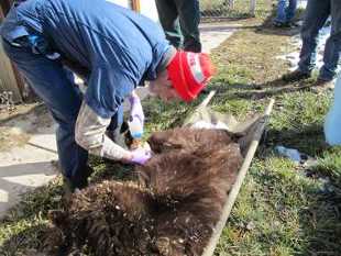 Dr. Mark Drew cleans the open wound.