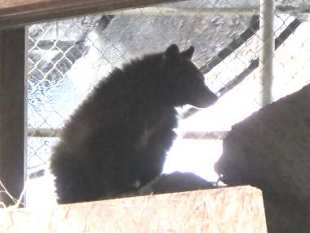 Malino and Hoa in a bear shelter