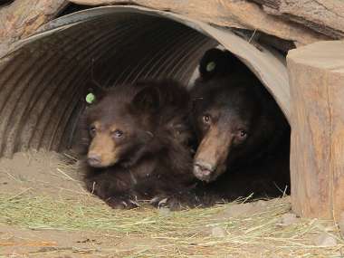 Not a happy bear