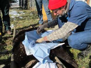 Preparing to stich the wound