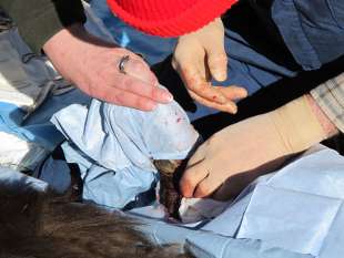 Inspecting the bone and open area