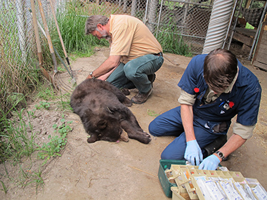 Shadow is tranquilized -- getting his temperature