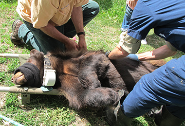 Radio collar on -- pulling out the tranquilizer darts before loading her