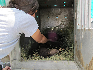 Checking on Shadow in his carrier