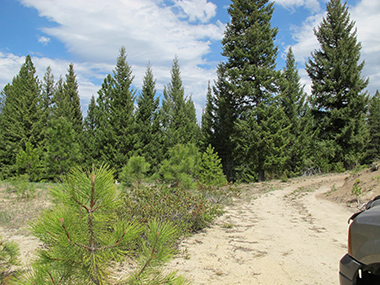 Lots of trees and also lots of water around the area