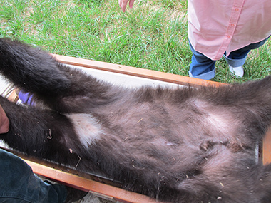 A not so dignified spread while getting Shadow's weight -- 107lbs