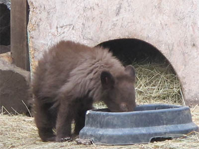 good breakfast for a hungry cub