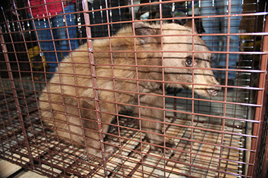 bear after captured