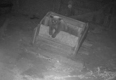 jumped in with the dog food, ate then peeked out