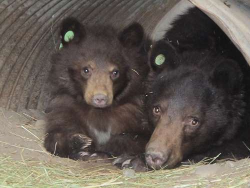 Welcome from Mom and Cub!