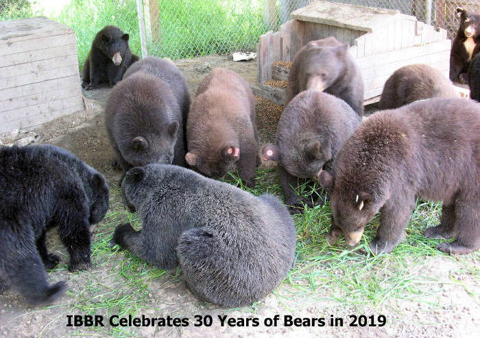 herd of bears