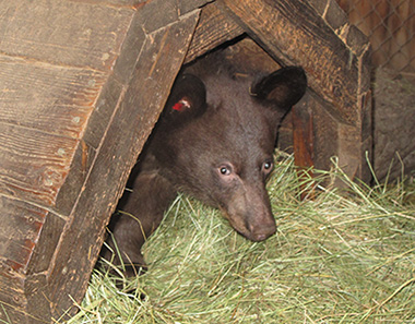 Hoa coming out of a bear shelter