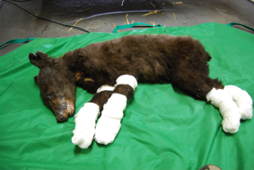 Bear that suffered severe burns from Washington