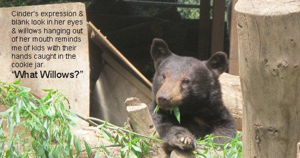 Idaho Black Bear Rehabilitation